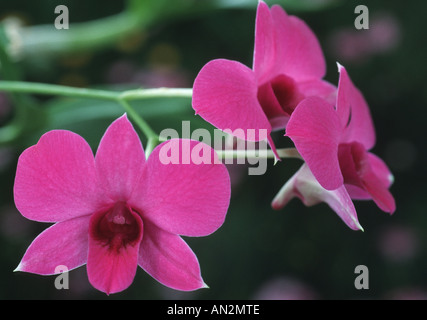 Dendrobium-Hybride Dendrodium (hybride), fleurs Banque D'Images