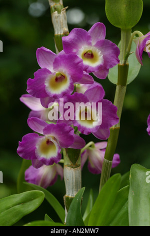 Dendrobium nobile (hybride Dendrobium nobile-Hybride), l'inflorescence Banque D'Images