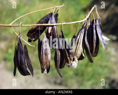 Du sécheur (Isatis tinctoria) guède, fruits, Samaras