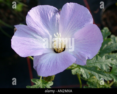 Blue Hibiscus, Hibiscus Liliac (Alyogyne huegelii), fleur Banque D'Images