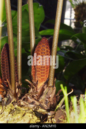 Zamia pumila Zamia pumila (), l'inflorescence mâle Banque D'Images