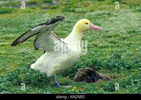 Albatros à queue courte Banque D'Images