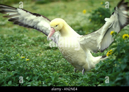 Albatros à queue courte Banque D'Images