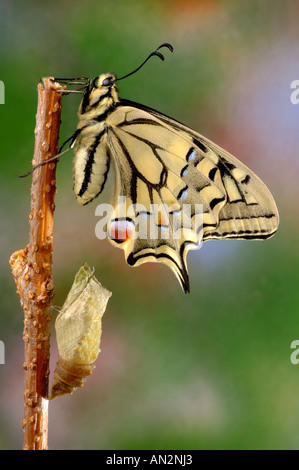 Papilio machaon), après l'éclosion avec ailes séchées Banque D'Images