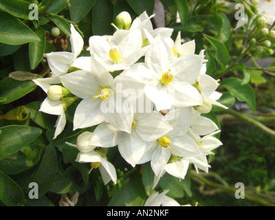 Vigne de pomme de terre (Solanum jasminoides), inflorescence Banque D'Images