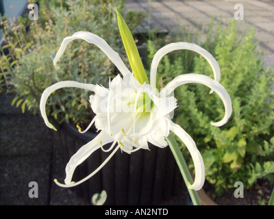 Daffodill péruvienne, Spider Lily (Hymenocallis festalis Hymenocallis x festalis,, Ismene festalis, Ismene x festalis), fleur Banque D'Images