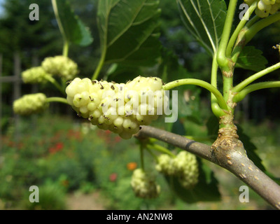 Chinese white Mulberry (Morus alba), infrutescence Banque D'Images