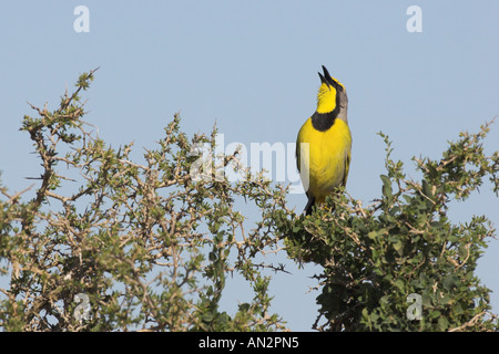 Bokmakierie (Telophorus zeylonus), mâle chanteur sur un arbuste, Afrique du Sud, réserve naturelle de Hoop Banque D'Images