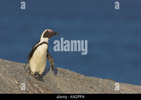 Jackass (Spheniscus demersus), portrait d'un seul animal sur un rocher, Afrique du Sud, des rochers Kolonie Banque D'Images