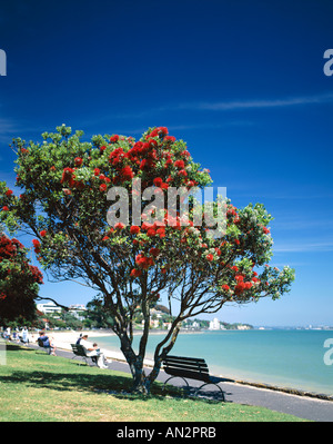 Mission Bay Beach & Pohutakawa Arbre , Auckland, île du Nord, Nouvelle-Zélande Banque D'Images