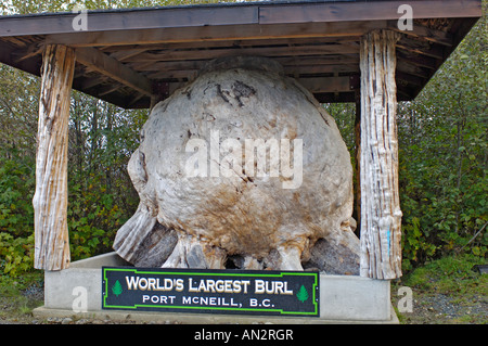 Le plus grand arbre Burl dans le monde affiché à Port Mc Neill, l'île de Vancouver en Colombie-Britannique. Le Canada. BCX 0223. Banque D'Images