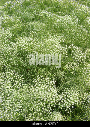 Sickleweed, des marais (Falcaria vulgaris), blooming Banque D'Images