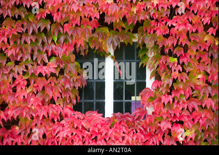 Couleur Automne glorieux de vigne sur une maison à Birmingham England UK Banque D'Images