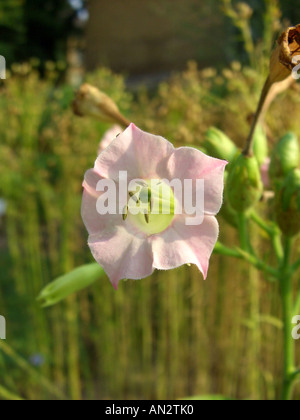 Tabac cultivé, tabac commun, le tabac (Nicotiana tabacum), seule fleur Banque D'Images