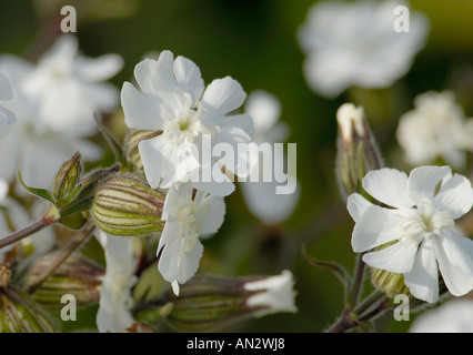 Fleurs femelles de White campion Silene alba typiquement avec cinq styles Cuckmere Haven Sussex 04 Juin 2006 Banque D'Images