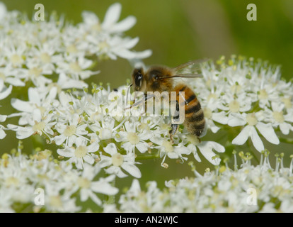 Une abeille Apis mellifera aspire le nectar des fleurs de berce du Caucase Heracleum sphondylium pollenating les fleurs comme il le fait Banque D'Images