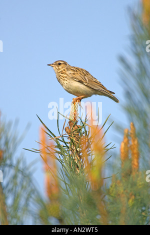 Bois ou Woodlark Lullula arborea alouette des profils dans le pin sylvestre Surrey England peut Banque D'Images