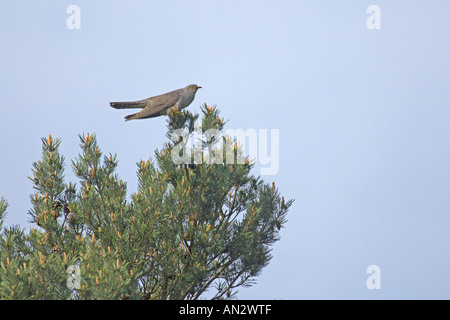 Cuckoo Cuculus canorus Common chant mâle adulte du haut du pin sylvestre Surrey England peut Banque D'Images