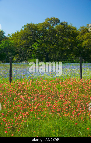 Printemps pluvieux, les fleurs sauvages d'un pinceau, dans le Blue Bonnets Gay Hill, juste au nord de Brenham Texas. Banque D'Images