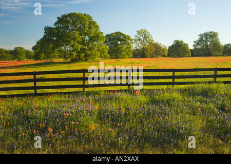 Printemps pluvieux, les fleurs sauvages d'un pinceau, dans le Blue Bonnets Gay Hill, juste au nord de Brenham Texas. Banque D'Images