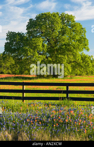 Printemps pluvieux, les fleurs sauvages d'un pinceau, dans le Blue Bonnets Gay Hill, juste au nord de Brenham Texas. Banque D'Images