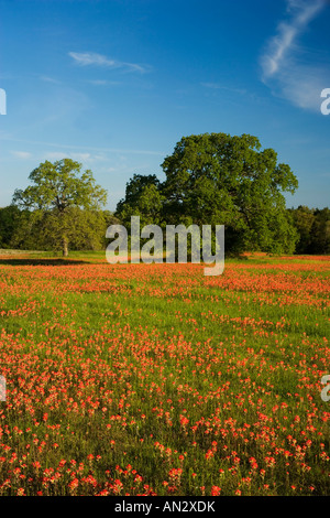 Printemps pluvieux, les fleurs sauvages d'un pinceau, dans le Blue Bonnets Gay Hill, juste au nord de Brenham Texas. Banque D'Images