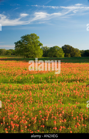 Printemps pluvieux, les fleurs sauvages d'un pinceau, dans le Blue Bonnets Gay Hill, juste au nord de Brenham Texas. Banque D'Images