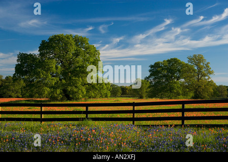 Printemps pluvieux, les fleurs sauvages d'un pinceau, dans le Blue Bonnets Gay Hill, juste au nord de Brenham Texas. Banque D'Images