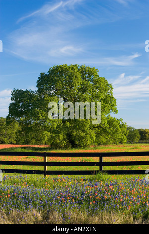 Printemps pluvieux, les fleurs sauvages d'un pinceau, dans le Blue Bonnets Gay Hill, juste au nord de Brenham Texas. Banque D'Images