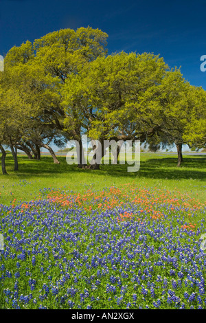 Blue Bonnets et Pinceau Indien avec fond de chênes, près de l'indépendance du Texas. Banque D'Images