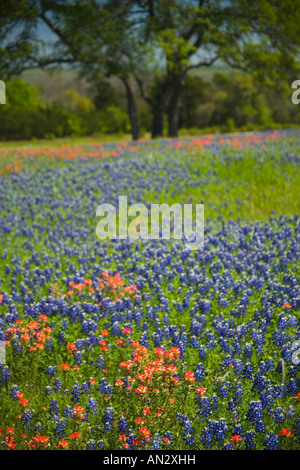 Blue Bonnets et Pinceau Indien avec fond de chênes, près de l'indépendance du Texas. Banque D'Images