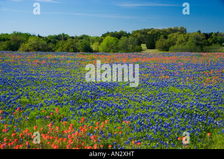 Blue Bonnets et Pinceau Indien avec fond de chênes, près de l'indépendance du Texas. Banque D'Images