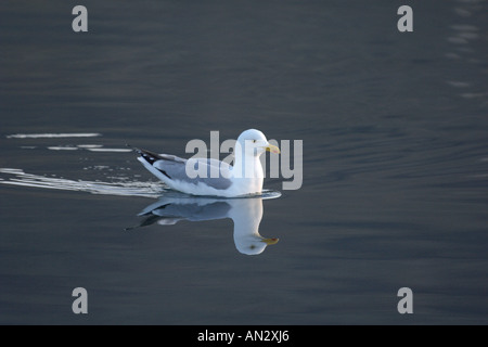 Goéland argenté Larus argentatus adulte sur mer calme près de l'île de Rum Juin Ecosse Banque D'Images