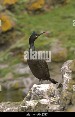 Shag Phalacrocorax aristotelis été adulte à la colonie de reproduction sur l'île de Lunga Treshnish Isles Ecosse Juin Banque D'Images