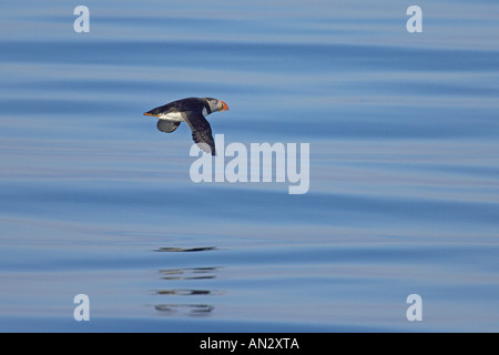 Macareux moine (Fratercula arctica) adultes en vol au-dessus d'une mer calme près de l'île de Staffa Treshnish Isles Ecosse Juin Banque D'Images