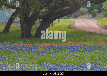 Chênes, Blue Bonnets, Pinceau Indien avec chemin de terre près de Gay Hill, Texas. Banque D'Images