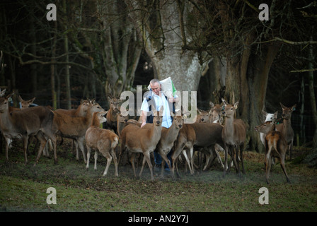 Le Château de Culzean forestier en chef Ian Cornelius rss certains Red Deer tôt un matin d'hiver. Banque D'Images
