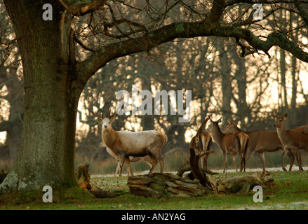 Le calcaire blanc Red Deer stag vu au début de l'hiver soleil à Château de Culzean en Ayrshire, Ecosse. Banque D'Images