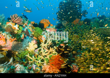 Reef scenic avec étonnante diversité de coraux, invertébrés et poissons, le Parc National de Komodo en Indonésie Banque D'Images