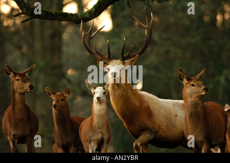 Le calcaire blanc Red Deer stag vu au début de l'hiver soleil à Château de Culzean en Ayrshire, Ecosse. Banque D'Images