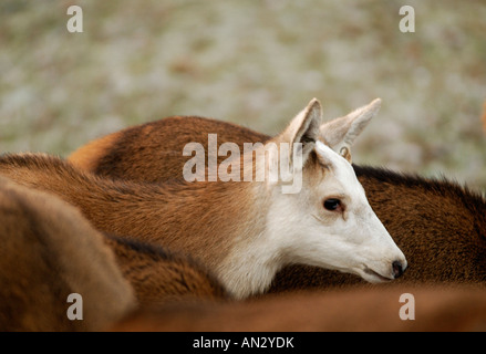 Le calcaire blanc Red Deer stag vu au début de l'hiver soleil à Château de Culzean en Ayrshire, Ecosse. Banque D'Images