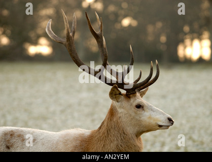 Le calcaire blanc Red Deer stag vu au début de l'hiver soleil à Château de Culzean en Ayrshire, Ecosse. Banque D'Images
