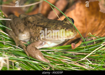 La grenouille verte (Rana clamitans Tamarack Minnesota United States 8 Sep des profils des Ranidés Banque D'Images