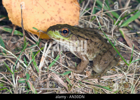 La grenouille verte (Rana clamitans Tamarack Minnesota 8 Sep des Ranidés femelles adultes Banque D'Images