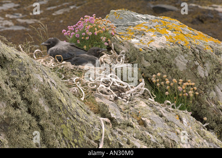 Hooded crow Corvus corone cornix juvéniles dans nichent sur l'île de mer Juin Ecosse Oronsay Banque D'Images