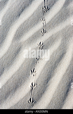 USA (Texas). Les pistes d'oiseaux dans le sable à Monahans Sandhills State Park dans le secteur Big Bend du Texas Banque D'Images