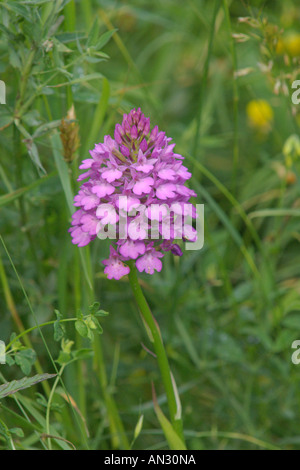 Anacamptis pyramidalis orchidée pyramidale dans wildflower meadow Wilden Juillet Bedfordshire Banque D'Images