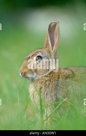 Jeune lapin Oryctolagus cuniculus Bedfordshire Angleterre Juillet Banque D'Images