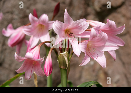 Regal Lily ou Royal Lily, Lilium regale, Liliaceae. Originaire de l'ouest du Sichuan en Chine. Banque D'Images