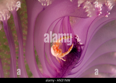 Crabe Porcellanella triloba porcelaine dans un stylo de la mer le Parc National de Komodo en Indonésie Banque D'Images